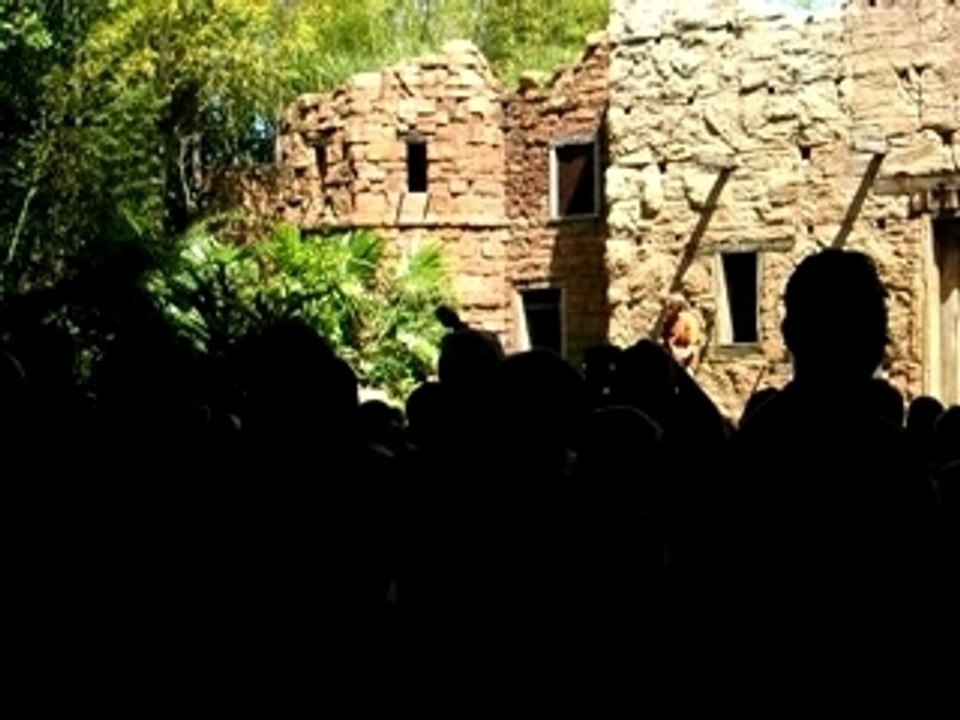 Flights of wonder (Animal Kingdom)