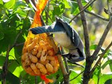 Différents oiseaux dans la nature et aux mangeoires