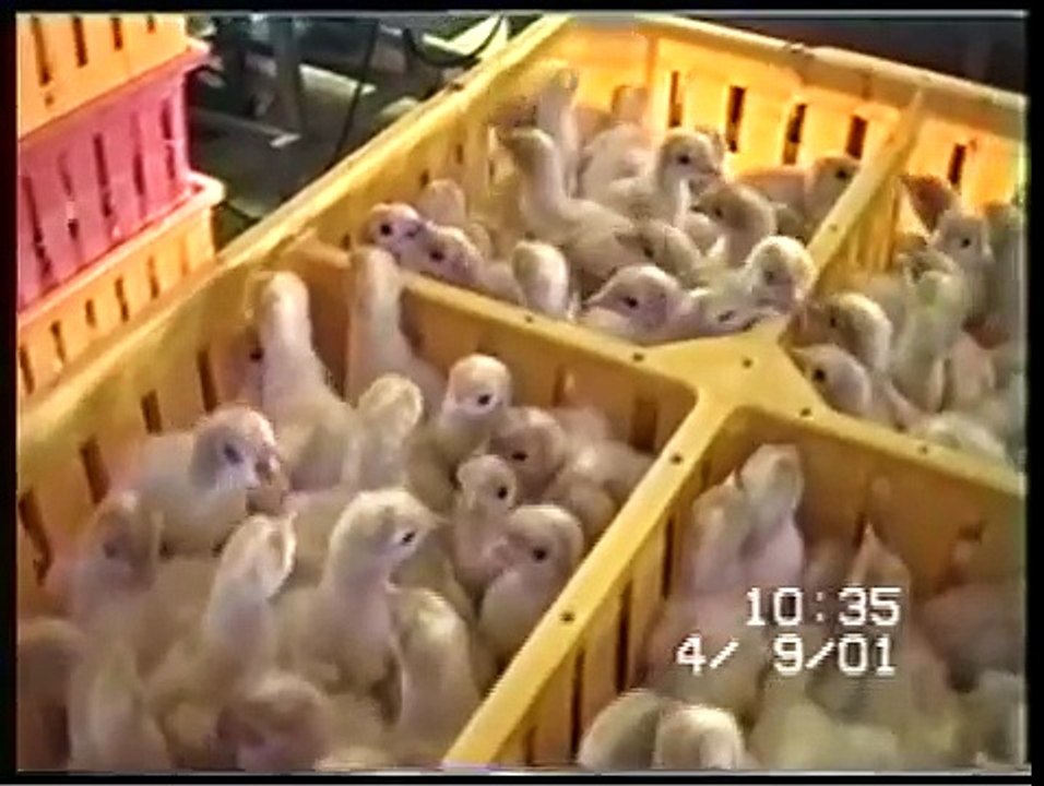L214 : couvoir de poules pondeuses, broyage des poussins.