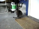 little grey cat spinning in circles