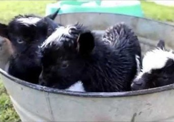 Goat Triplets Enjoy Their Very First Bubble Bath