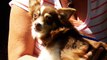 Diamond :  Purebred Long-haired Chihuahua (8 years old & 10 lbs)