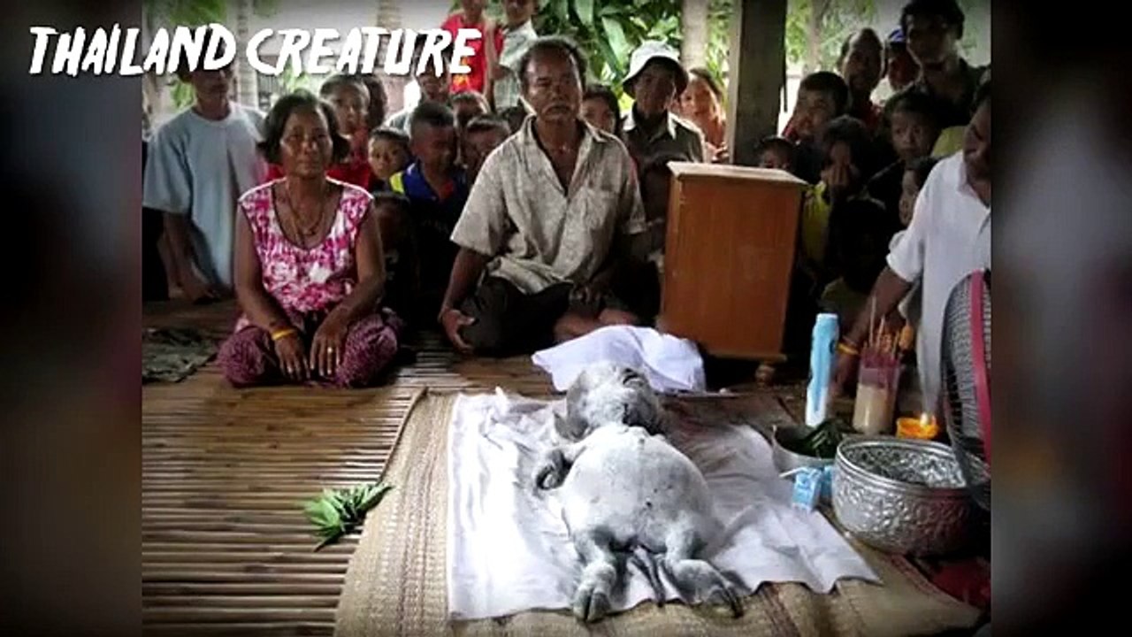 Biggest Unsolved Creature Mysteries