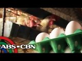 Hot weather affects egg production in Pangasinan