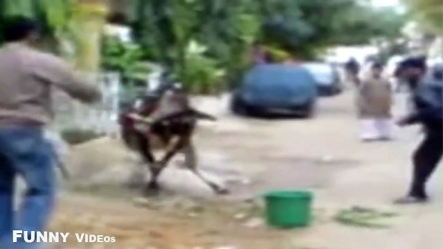 Mad bulls - Syntheticsax Mikhail Morozov