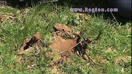 XP Goldmaxx Power Metal Detector from Regton, Norfolk Wolf