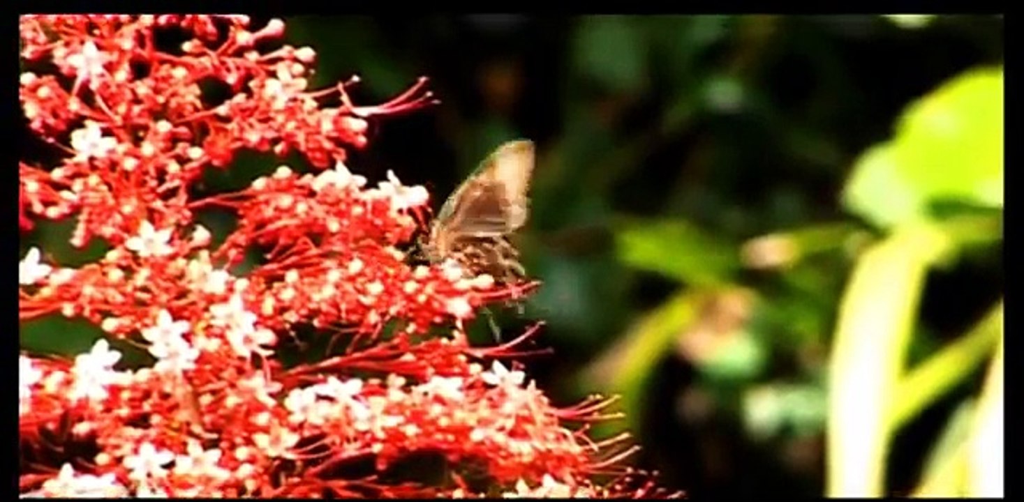 Sulis - Pesan Rasul (Music Video)