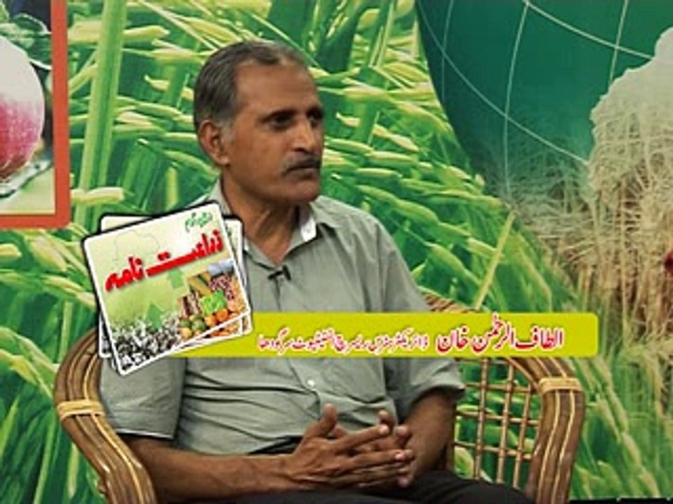 Talkshow on Look After of Citrus Gardens