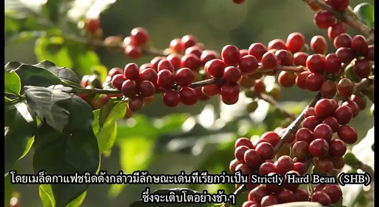 Thai Coffee