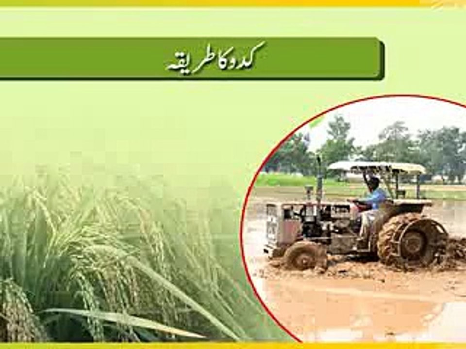 Rice Peniry ki kasht k taraekay