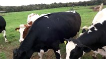 Fazenda da PUCPR - FEGA - Vacas holandesas