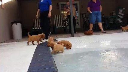 Première virée à la piscine pour ces petits chiots !