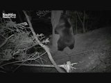 orso trentino - le pulci del sabato sera