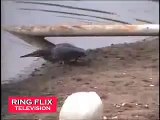 Kuşun inanılmaz balık avı