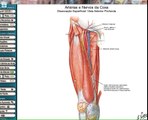 Anatomia Humana: Músculos da coxa.