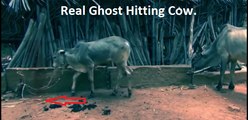 Real Ghost Hitting Cow - Caught on Camera