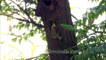 Rose-ringed Parakeet (Psittacula krameri) at nest-hole