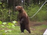 Jagd with Laika vs Bear in Russia(for greens idiots-its Training only!)