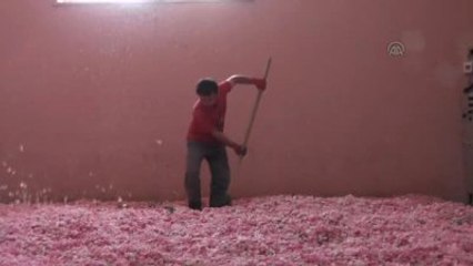 Gül Çiçeğinde 6 Bin Tonluk Rekolte Beklentisi