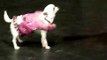 Jules the Chihuahua at the 2009 Barking Beauty Pageant NYC