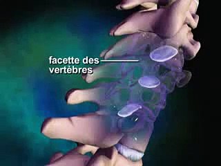 Anatomie de la colonne vertébrale