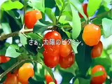 Japanese Commercials Japanese Funny Commercial