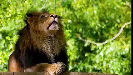 Miracle Lion speaking Allah