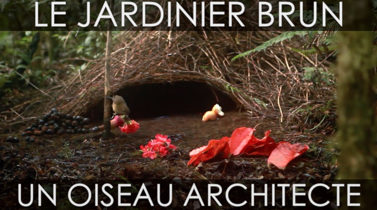 Le Jardinier brun, un étrange oiseau collectionneur d'objets