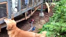 Rabbit feeding invention (automatic feeder)