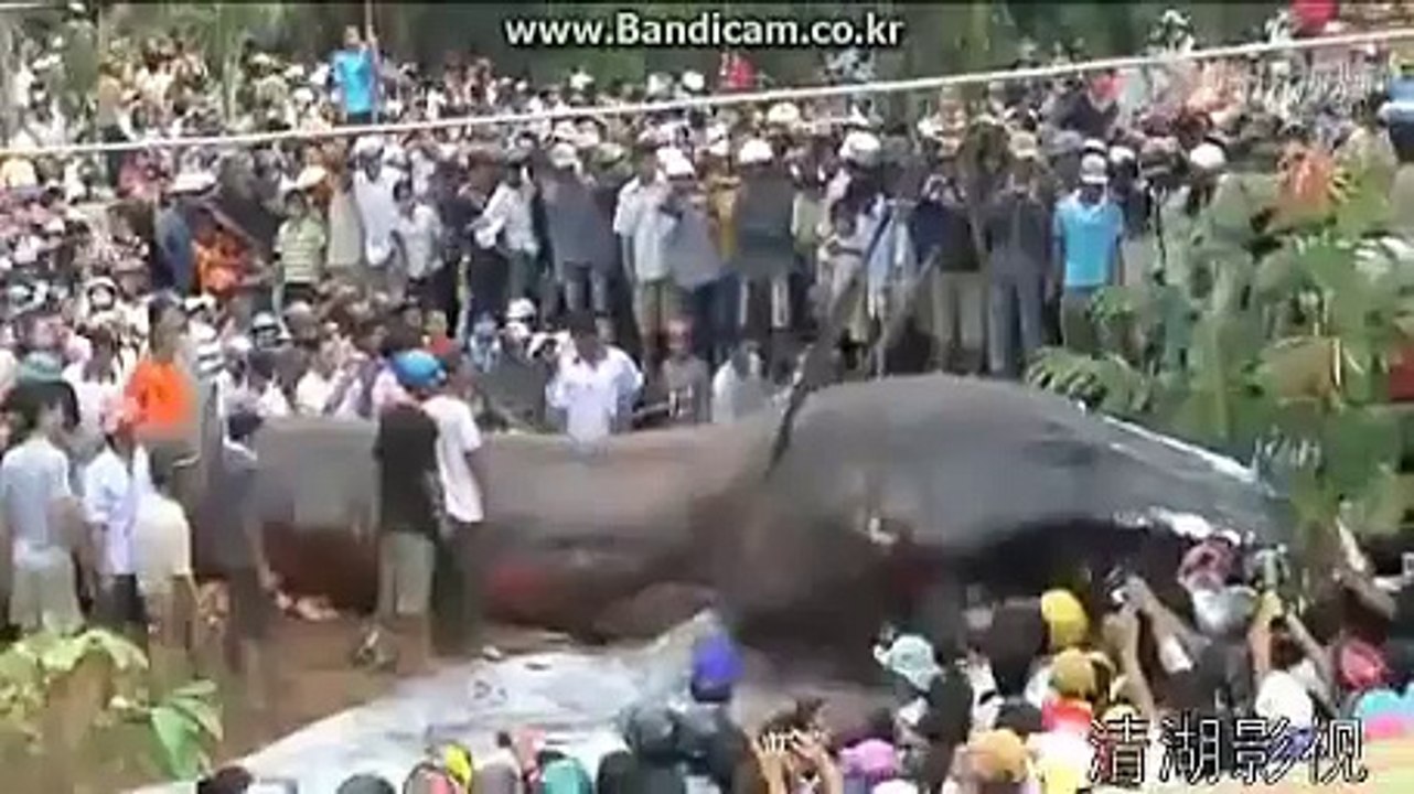 Worlds largest ANACONDA in Nepal after earth quack