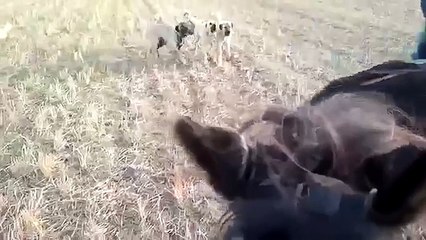 Giant kangal dogs fighting