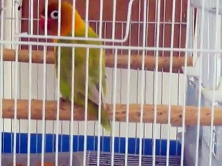 CHANT OISEAUX INSEPARABLES