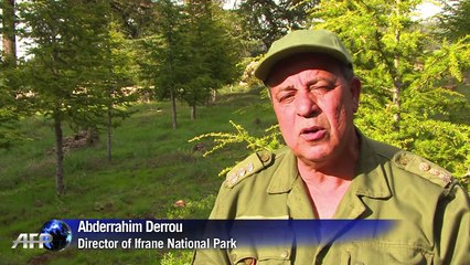 Morocco's majestic cedars threatened by climate change