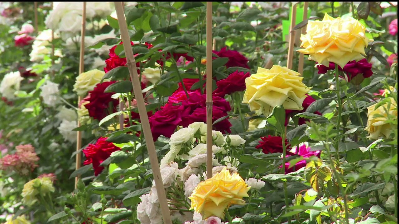Les créateurs de roses à la recherche de la fleur parfaite