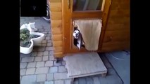 Funny animals funny videos: funny cats and dogs funny fails Part #R#