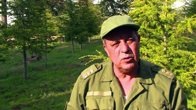 Le Maroc, l'autre pays du Cèdre , veut protéger ce trésor