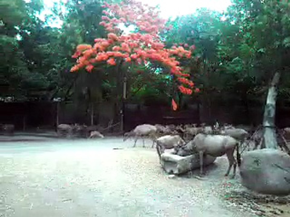 Safari World in BANGKOK