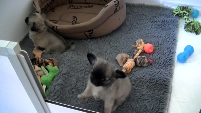 Bébés havane d'or 7 semaines