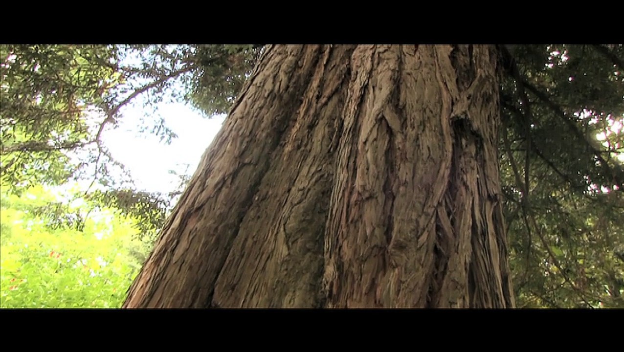 "Schizofresia" tiré de "Solo Mata/Célébration" V.Cohen .Par les élèves du lycée Gascogne de Talence.