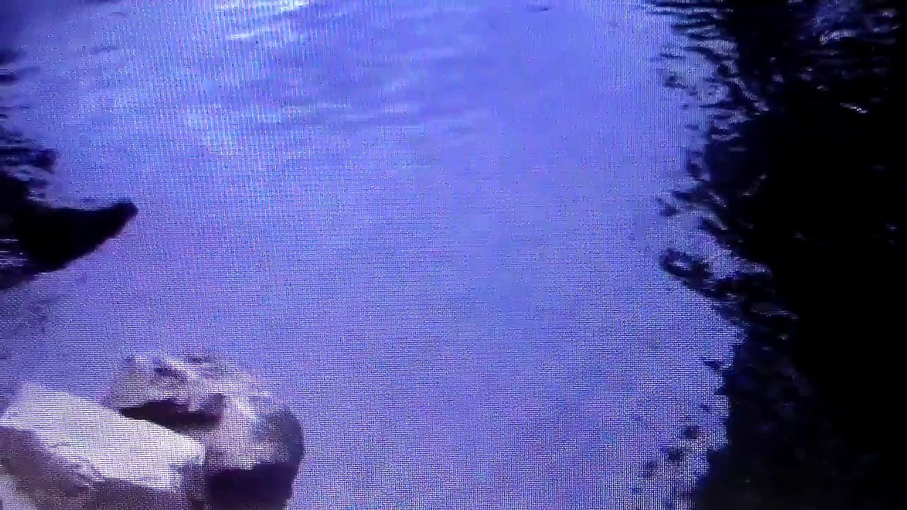 Animals 18