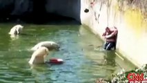 Polar Bear mauling woman @ German Zoo in Berlin