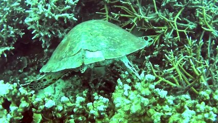 Simply Scuba Tioman Trip 220515