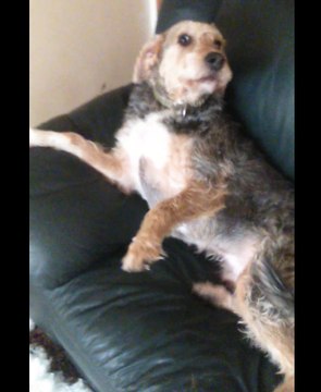 Benny the Innocent Rescue Dog Destroys the Couch