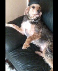 Benny the Innocent Rescue Dog Destroys the Couch