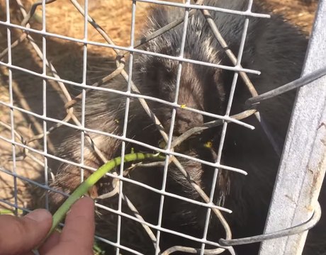 Young Porcupine Chews Contentedly on a Dandelion
