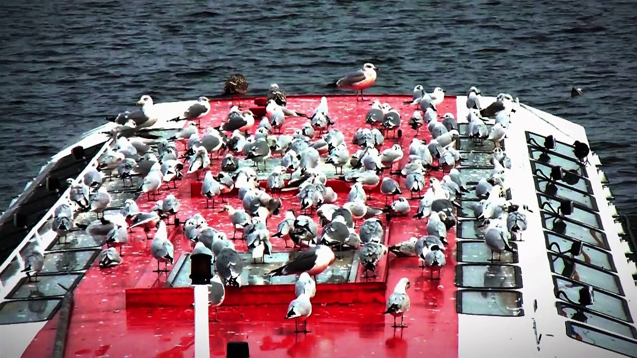 Katta DerLemur in Hamburg 2013