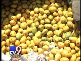 17 tonnes of chemically ripened mangoes seized,  Rajkot - Tv9 Gujarati