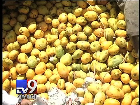 17 tonnes of chemically ripened mangoes seized, Rajkot - Tv9 Gujarati