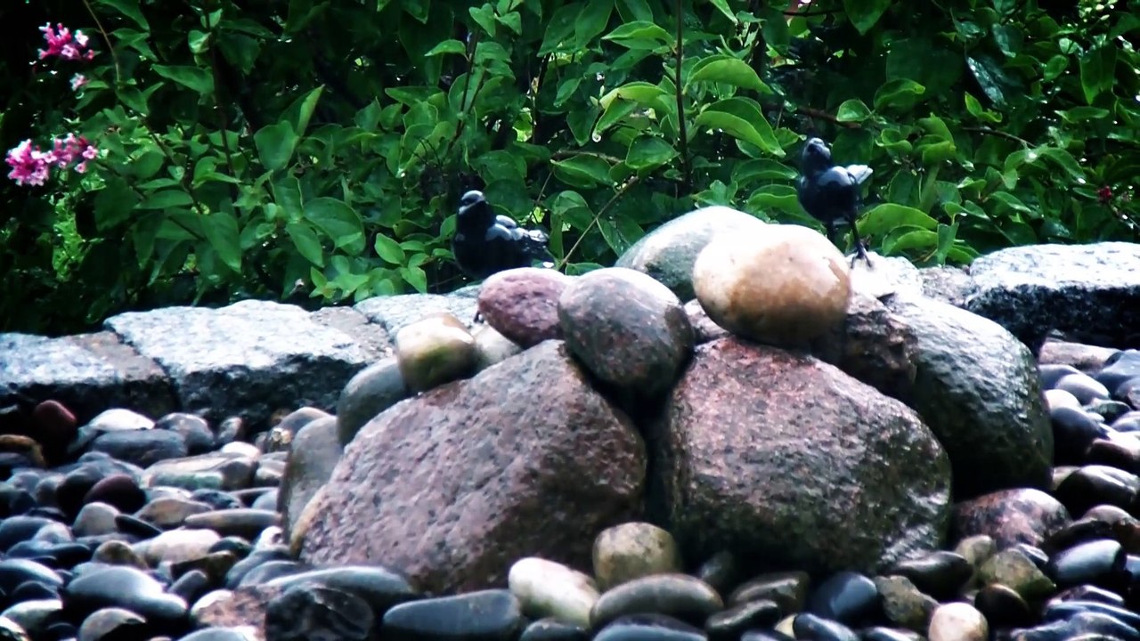 Katta DerLemur auf Korfu 2013