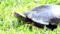 Egg-laying Western Painted Turtle